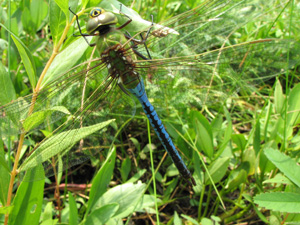 Common Green Darner