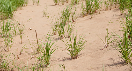 Marram grass growing in sand