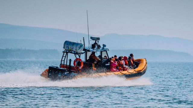 Zodiac with passengers on the Gaspé Bay in Summer.