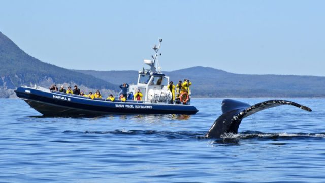 Passengers on a whale-watching cruise boat observe the tail of a diving humpback whale. 