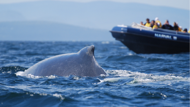 Une baleine à bosse sort de l'eau devant un zodiak plein de croisiéristes.