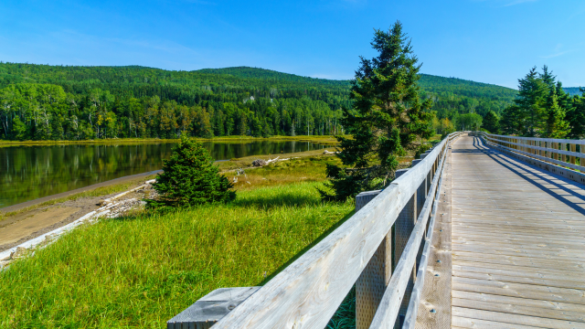 Passerelle de bois bordant un marais.