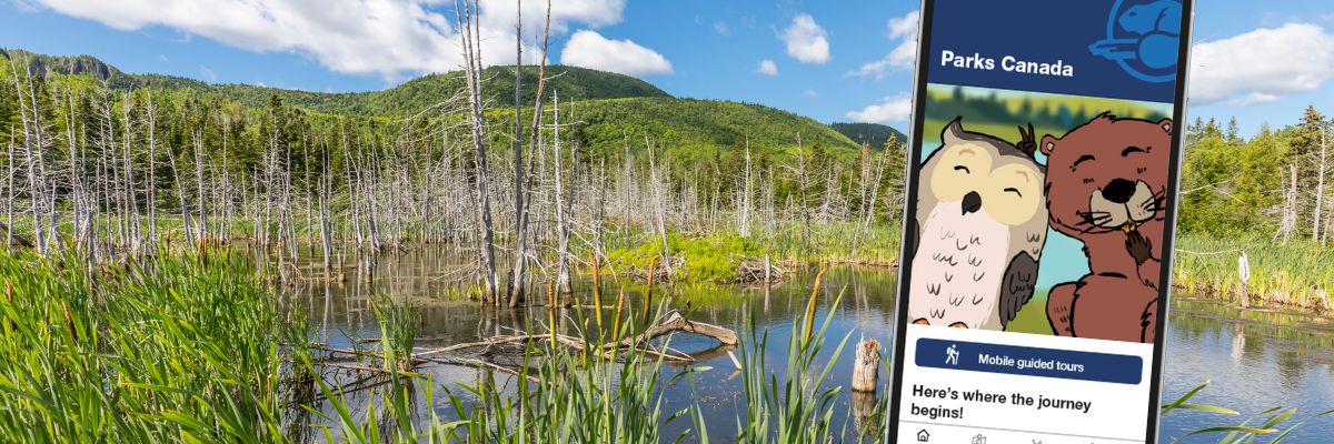 Beaver pond with, in the foreground, the interface of a mobile application featuring a drawing of an owl and a beaver.