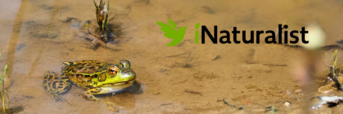 Northern frong in a pond.