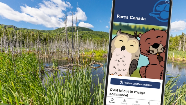 Étang de castor avec une illustration d'un téléphne intelligent montrant l'interface d'une application mobile. 
