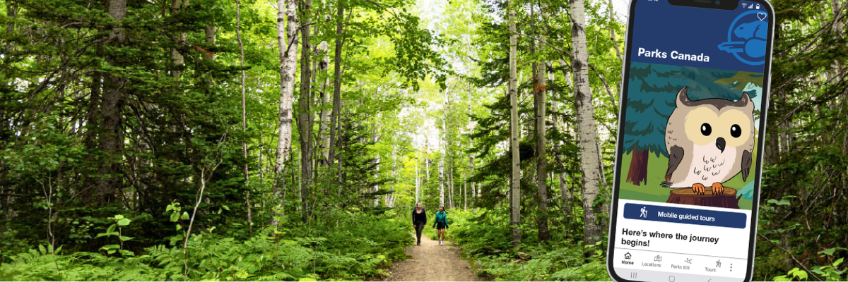 Two hikers are walking in a forest of poplars.