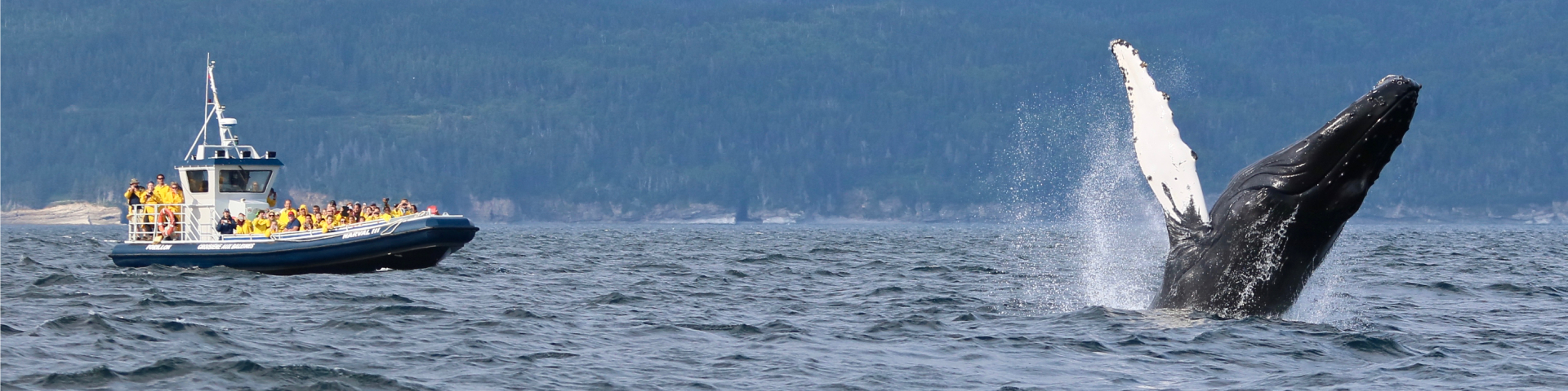 Une baleine à bosse fait du breaching devant un zodiac plein de passagers. 