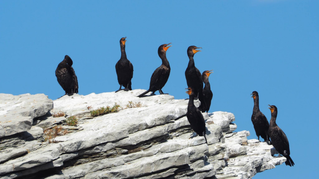 Group of double-crested cormorants on a rock at Cap-Bon-Ami