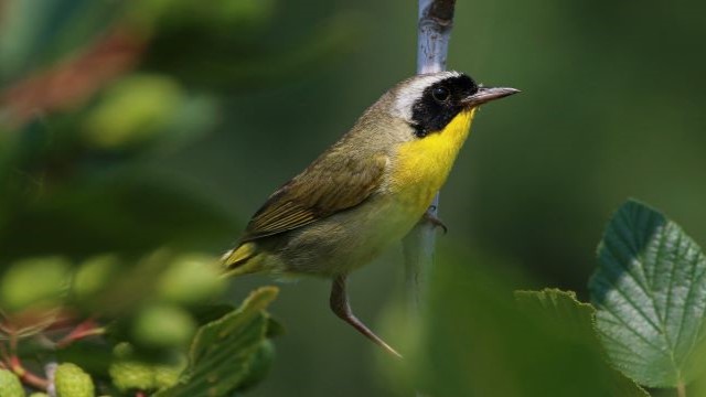 Paruline masquée sur une branche d'aulne