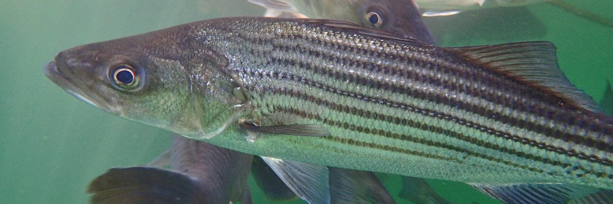 Striped bass. 