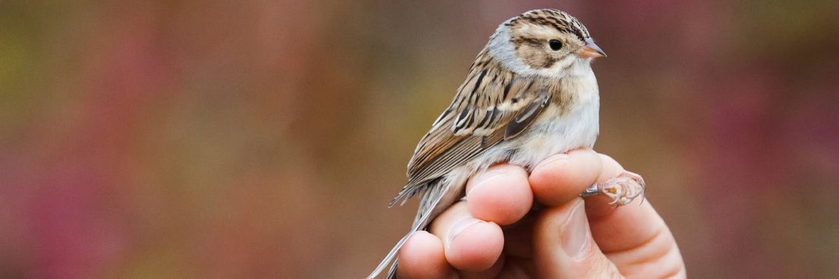 Photo of a sparrow held in a hand.
