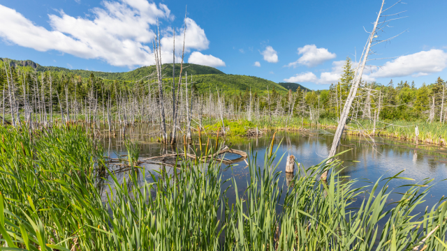 Des randonneurs sortent d’un sentier près d’une tour d’observation