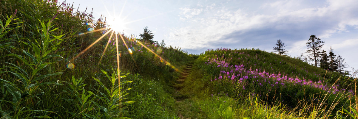 A steep section of the path with willowherb and sunbeams.