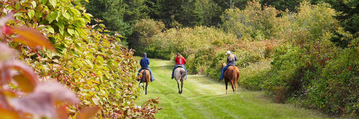 Three people on horseback on a wide forest track.