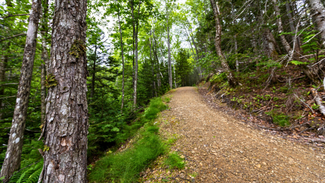 Forest trail. 