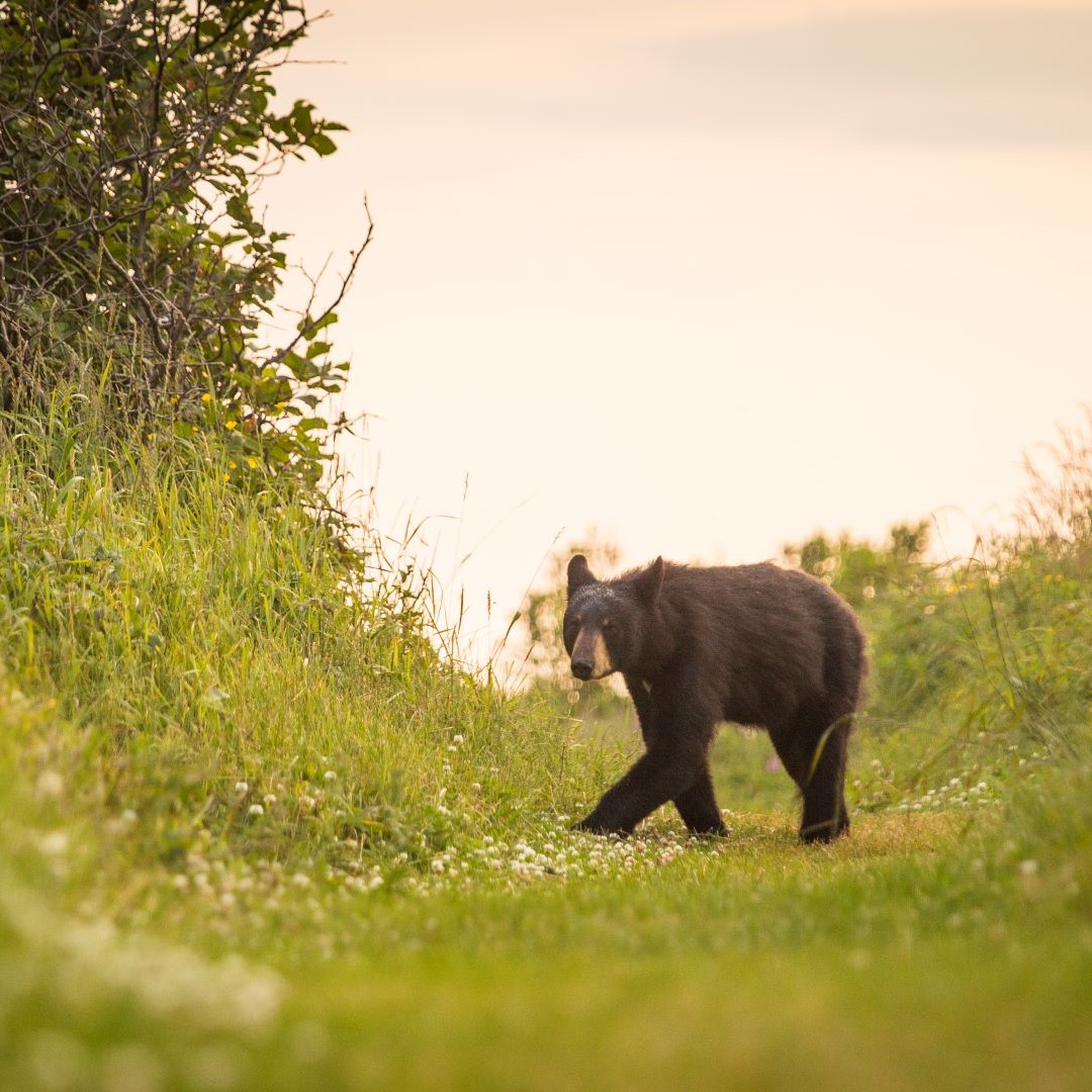 A young black bear crosses a trail at sunset.