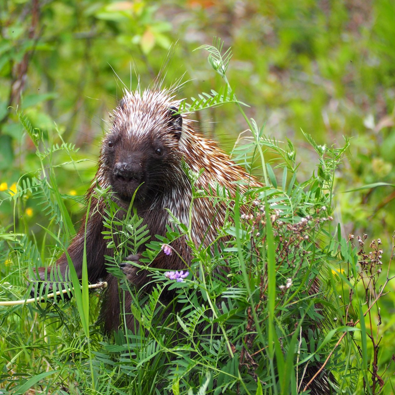 A porcupine stands up in high grass.