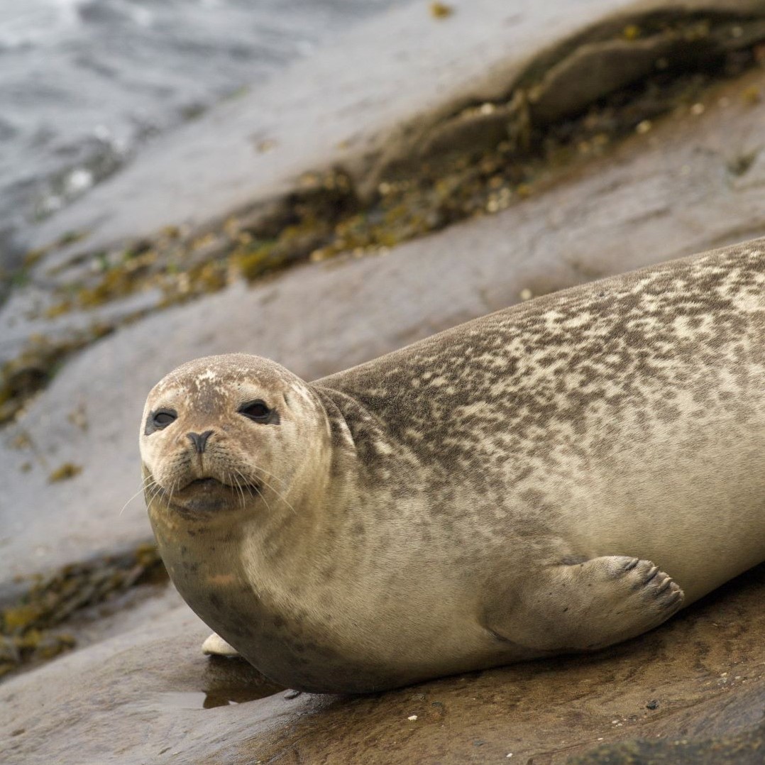 Harbour seal on the rock.