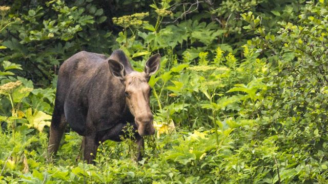 Moose in the middle of bushes.