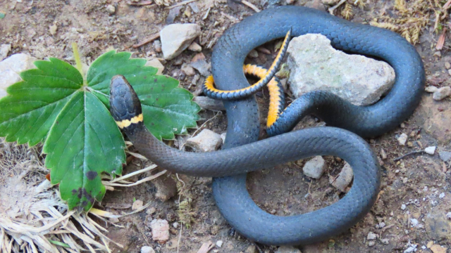 Ring‑necked Snake on a trail.