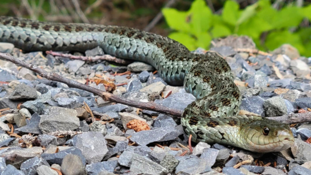 Common Garter Snake