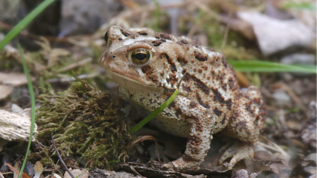 American Toad