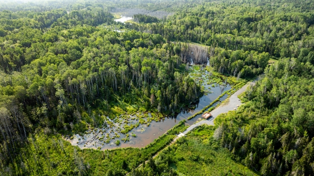 Beaver pond