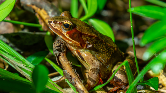 Wood Frog