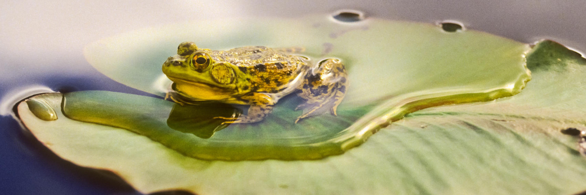 Northern Frog (Mink Frog) on a water lily.
