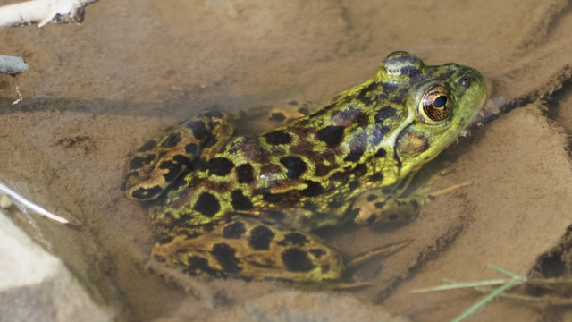 Mink Frog
