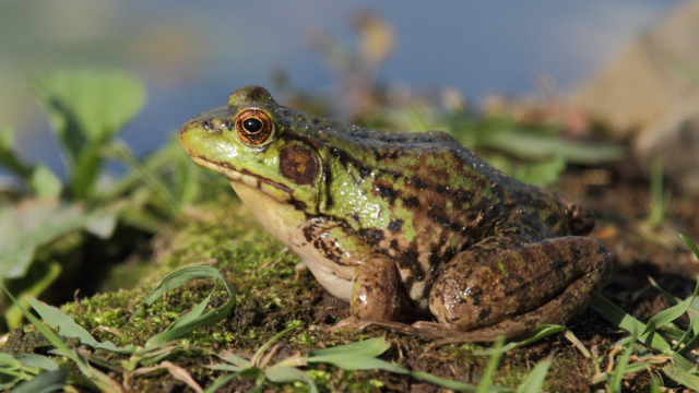Green Frog