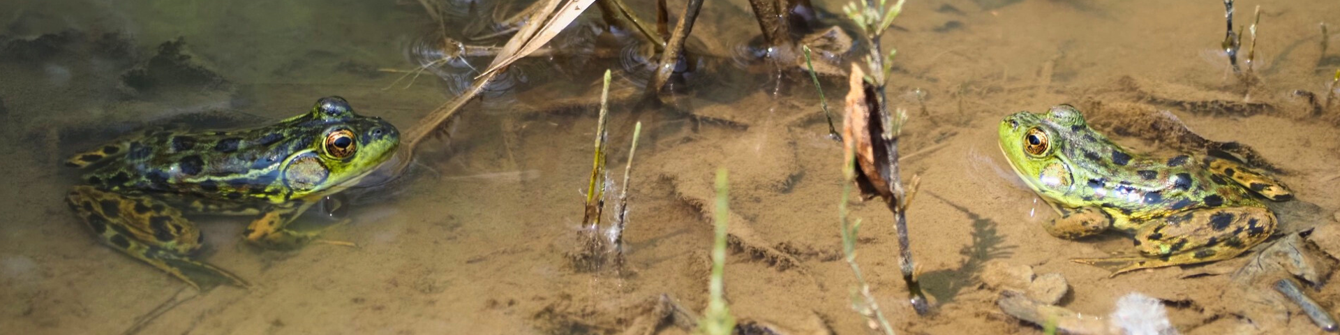 Deux grenouilles du Nord se font face dans un étang.
