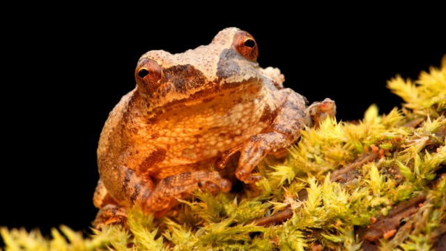 Spring Peeper