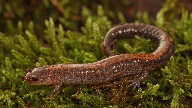 Eastern Red-backed Salamander