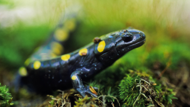 Spotted Salamandre