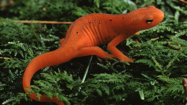 Eastern Newt