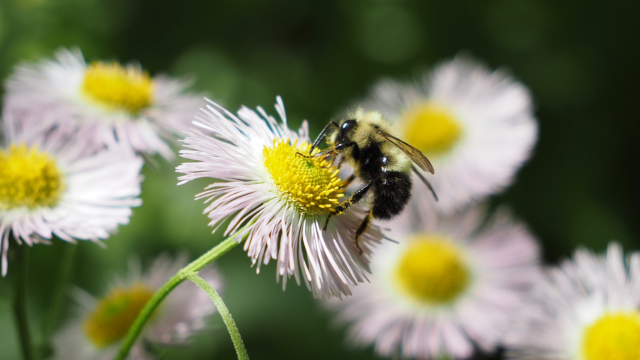 Yellow-banded bumblebee.