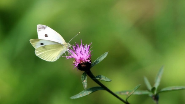 A coliade butterfly forages on a black knapweed flower. 