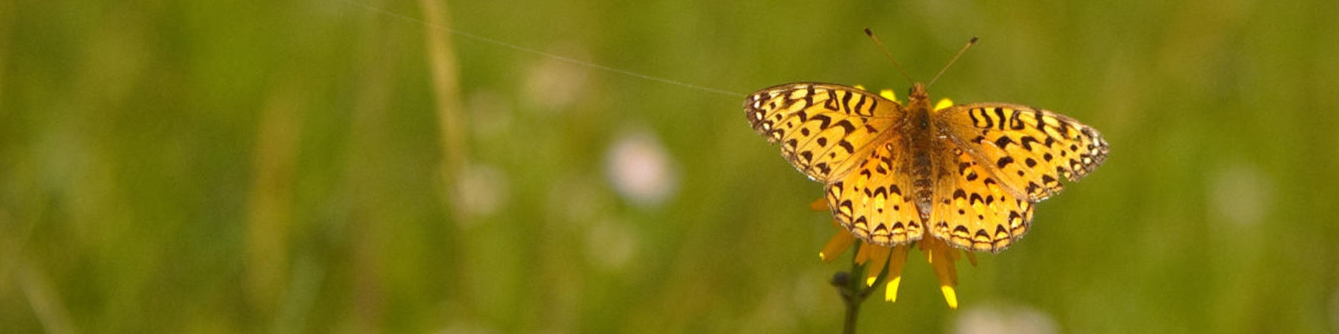 Un papillon diurne posé sur une fleur dans un champ. 