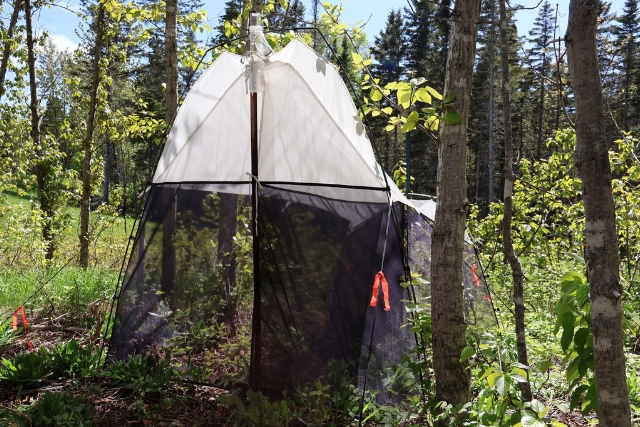 The Malaise trap is roughly the same size as the mosquito net tent.