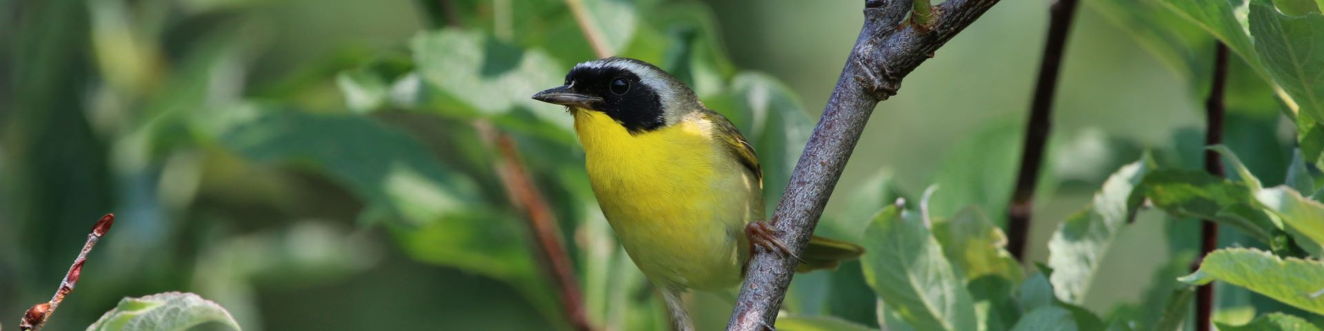 A masked warbler is perched on a branch. 