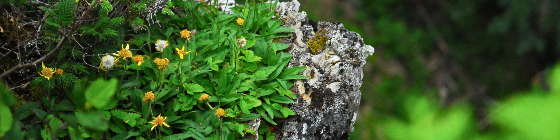 Yellow artic-alpine flowers on a cliff. 