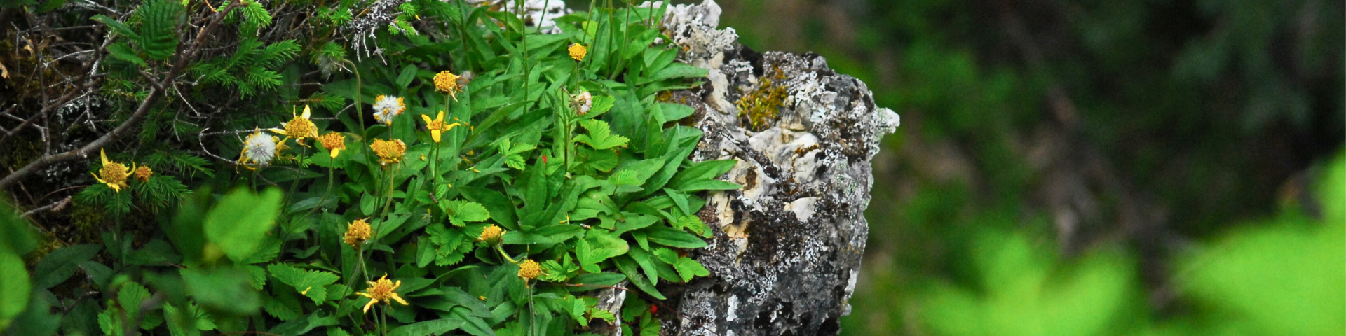 Plantes arctiques-alpines à fleurs jaunes sur le rocher d'une falaise.