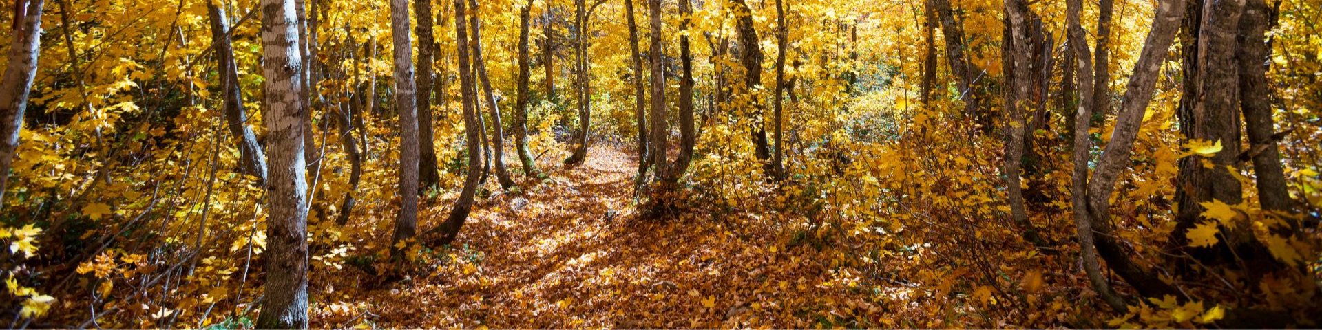 Sentier de feuilles mortes et arbres en automne. 