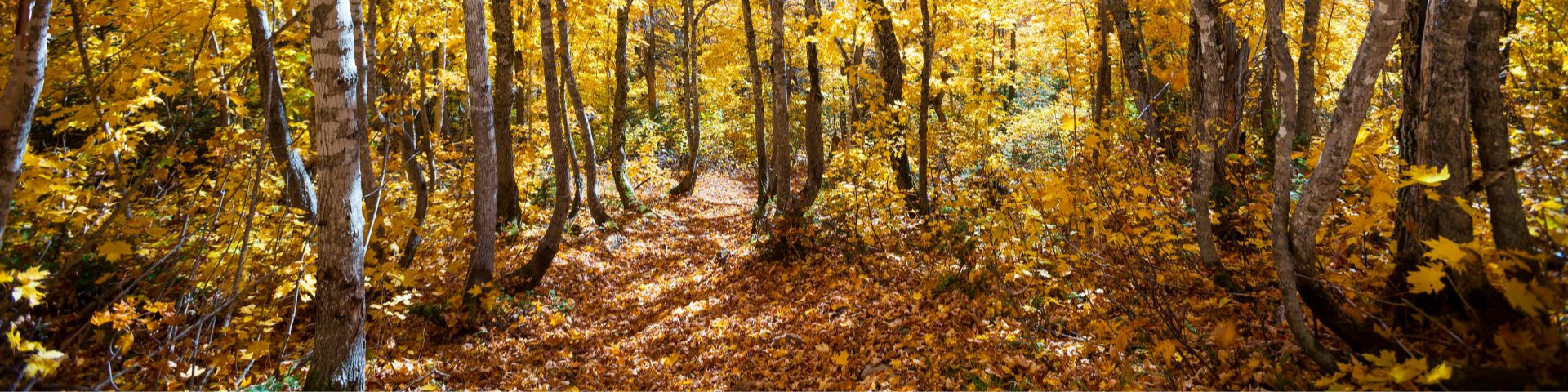 Sentier de feuilles mortes et arbres en automne.