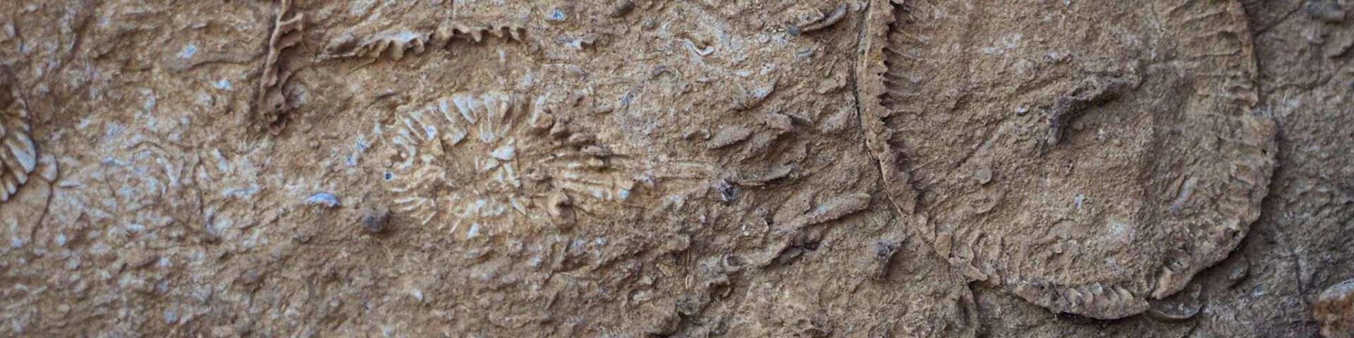 Fossiles de crinoïdes et autres organismes marins sur une roche calcaire.
