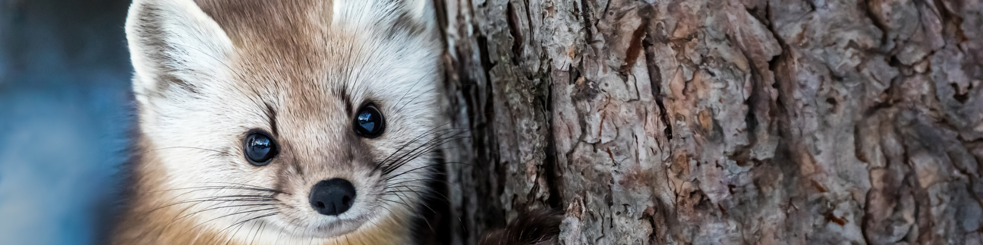 An American marten climbs on a tree.