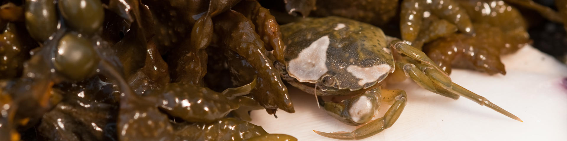 A crab stands still next to a bunch of fucus algae (brown algae).