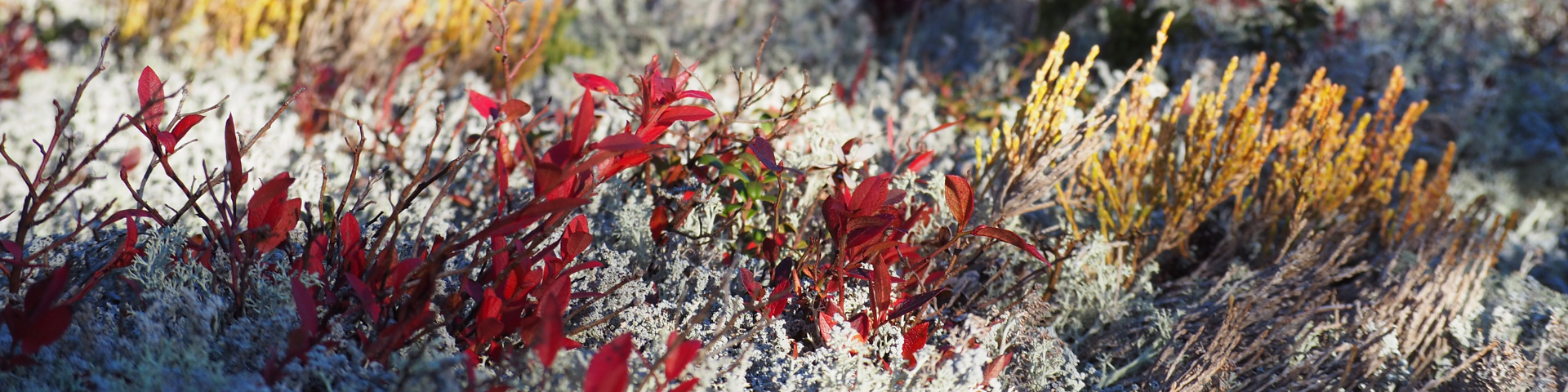 Plantes et lichens dans la taïga de Penouille. 