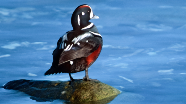 Harlequin duck on a rock.
